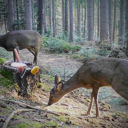 Ferienwohnung Kochs Beeren Oberfresen Esterno foto