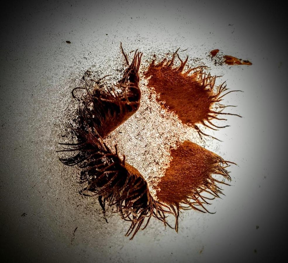 Ferienwohnung Kochs Beeren Oberfresen Esterno foto