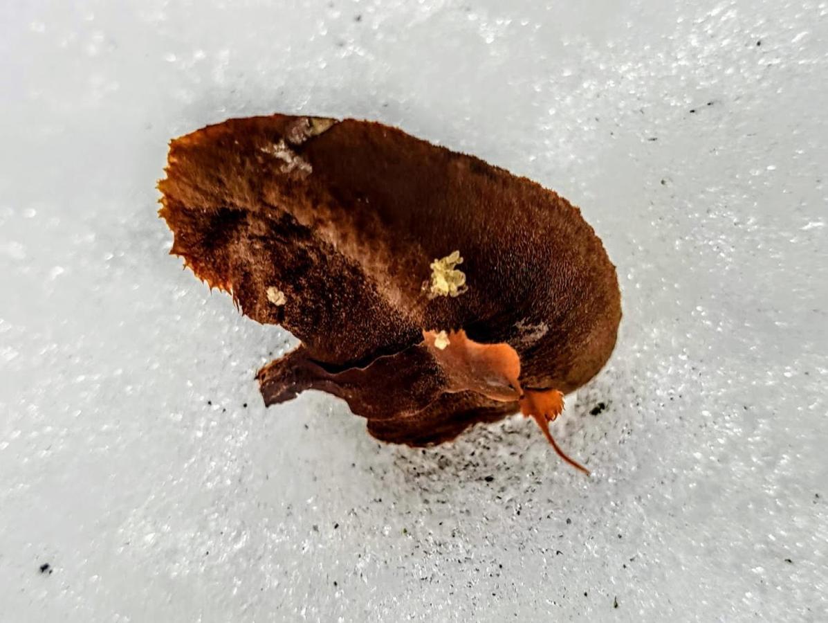 Ferienwohnung Kochs Beeren Oberfresen Esterno foto