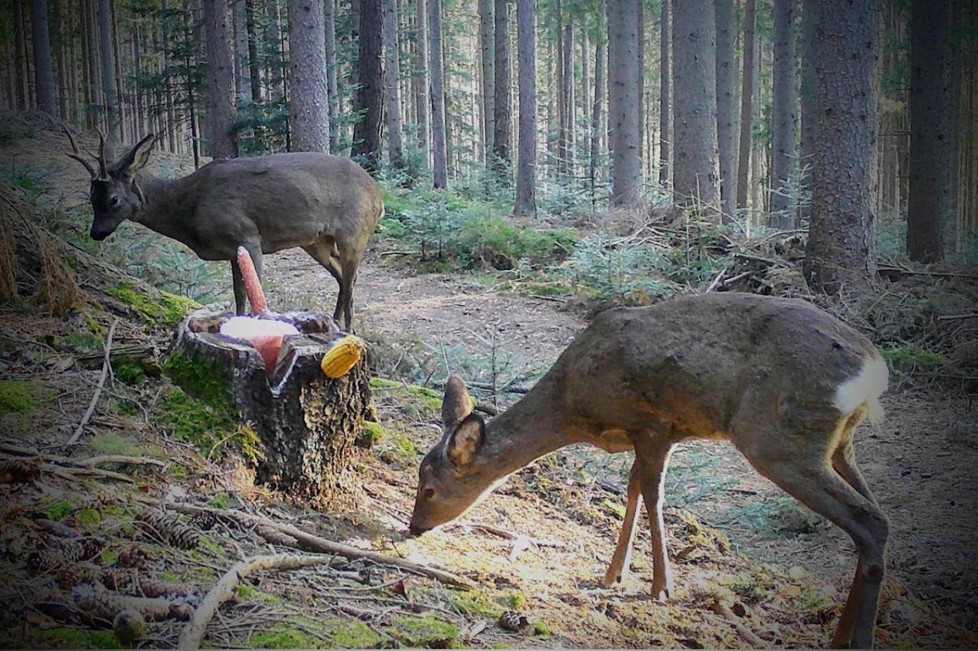 Ferienwohnung Kochs Beeren Oberfresen Esterno foto