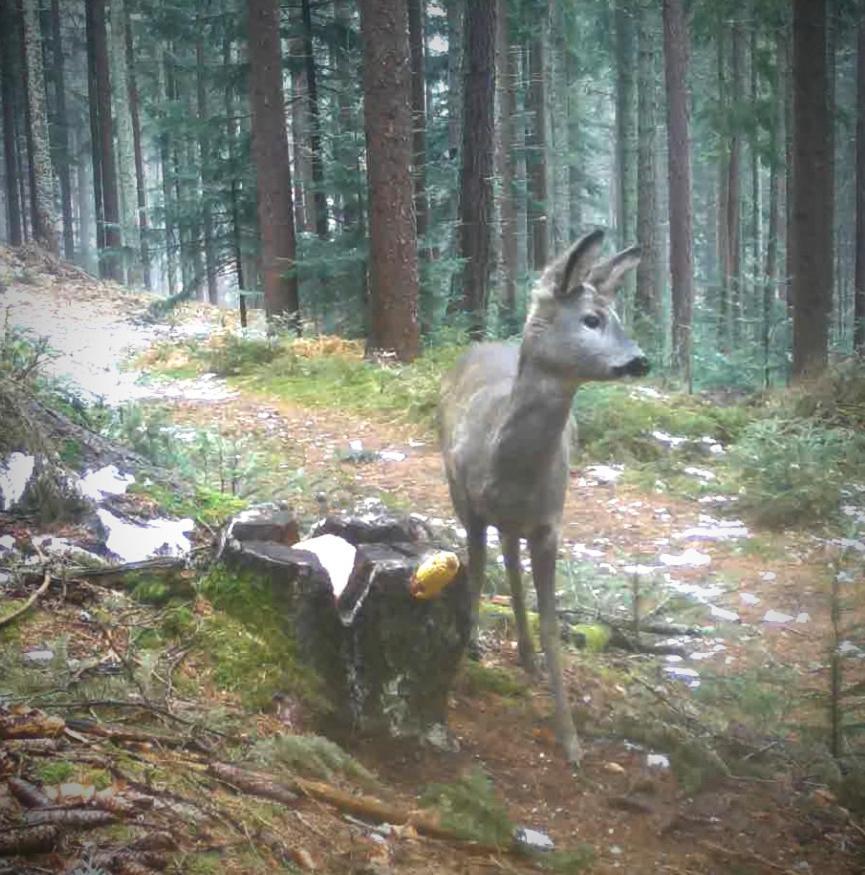 Ferienwohnung Kochs Beeren Oberfresen Esterno foto