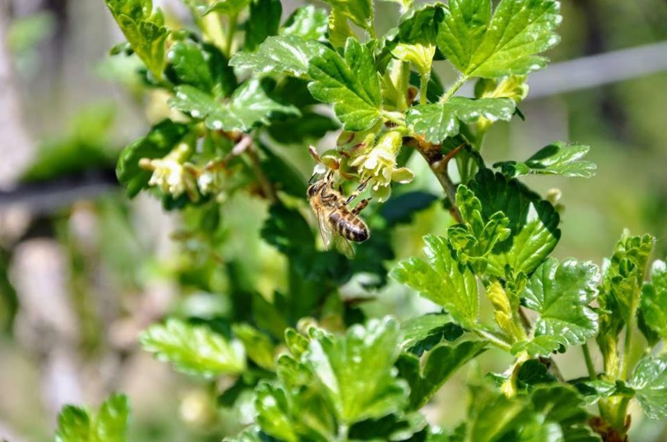 Ferienwohnung Kochs Beeren Oberfresen Esterno foto
